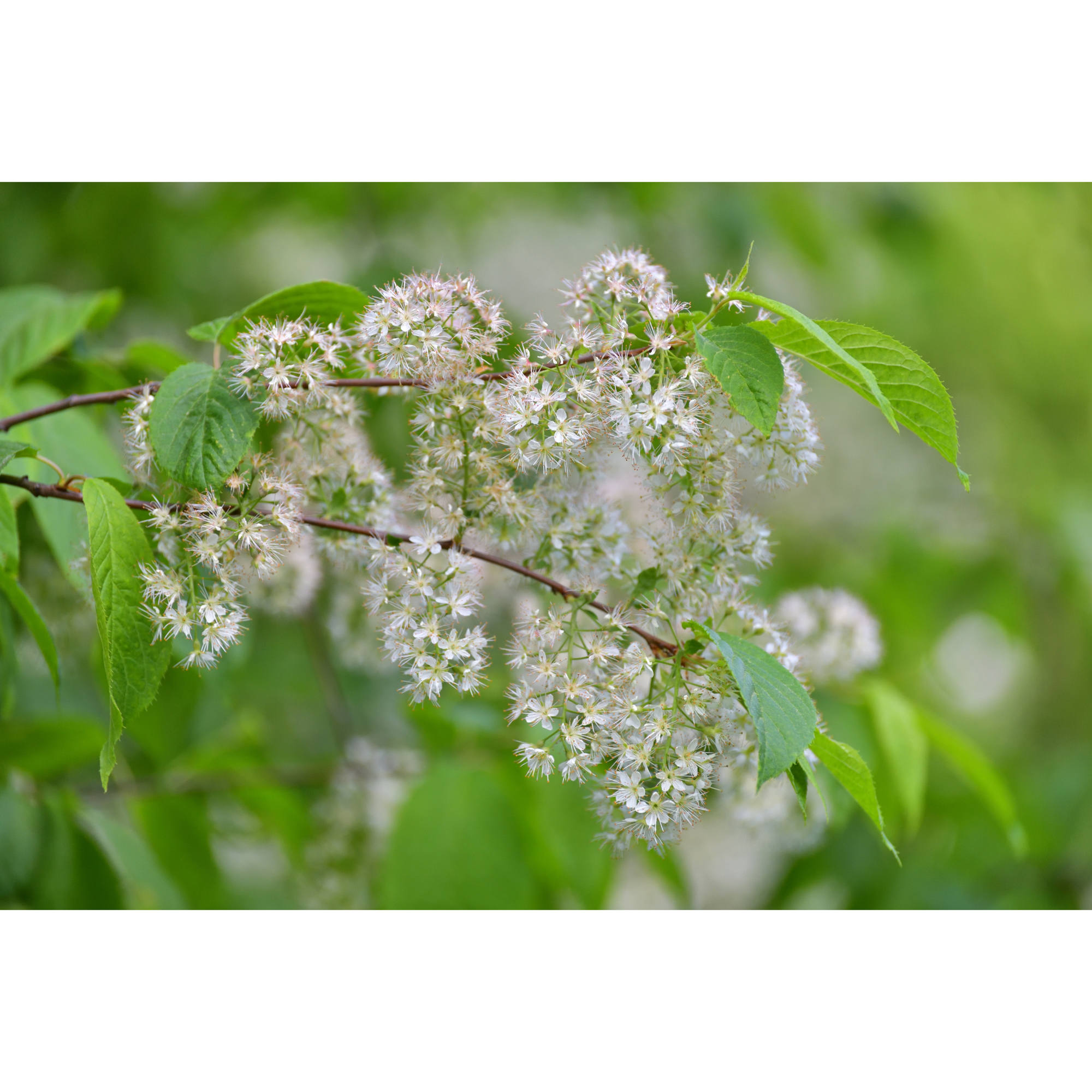 Näverhägg Omnia Garden Högstamsträd 300-400 cm, Frilandsodlad Alleträd, Vit Blomning