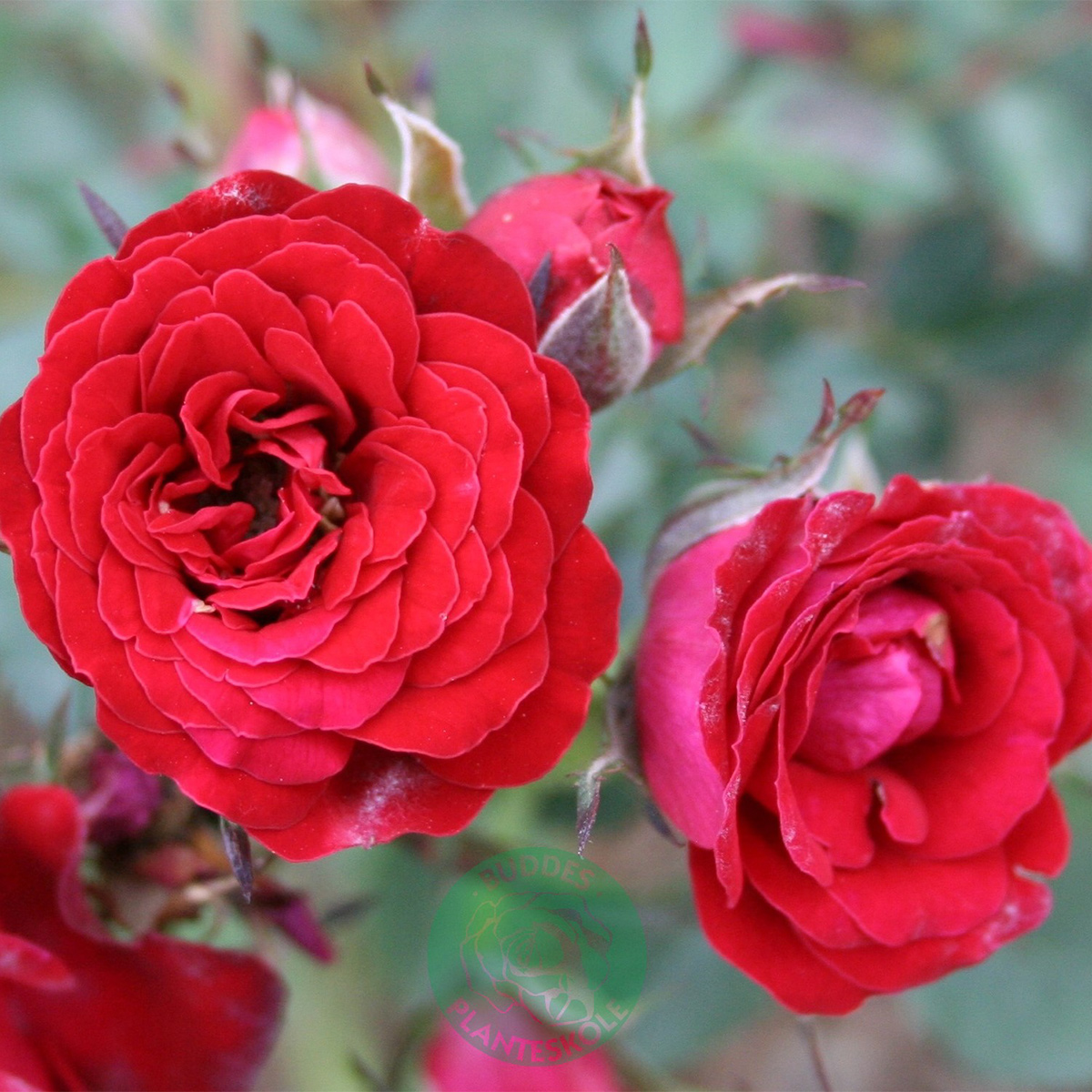 Ros Omnia Garden Marktäckande Velvet Cover