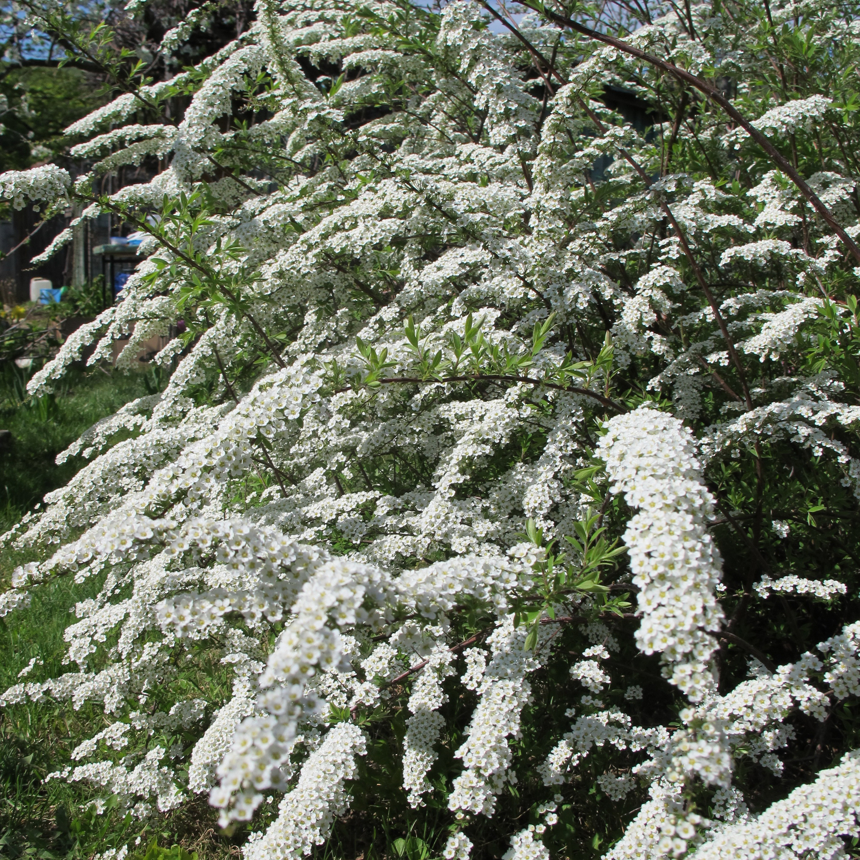 Buske Omnia Garden Norsk Brudspirea 20-40cm Krukodlade