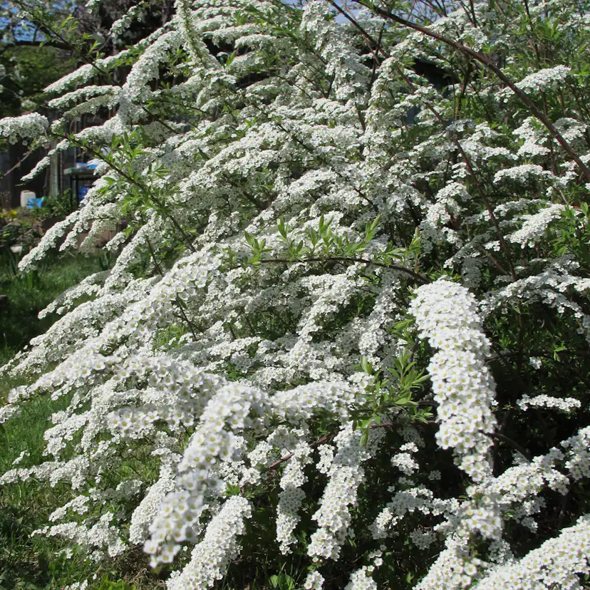 Buske Omnia Garden Norsk Brudspirea 20-40cm Krukodlade