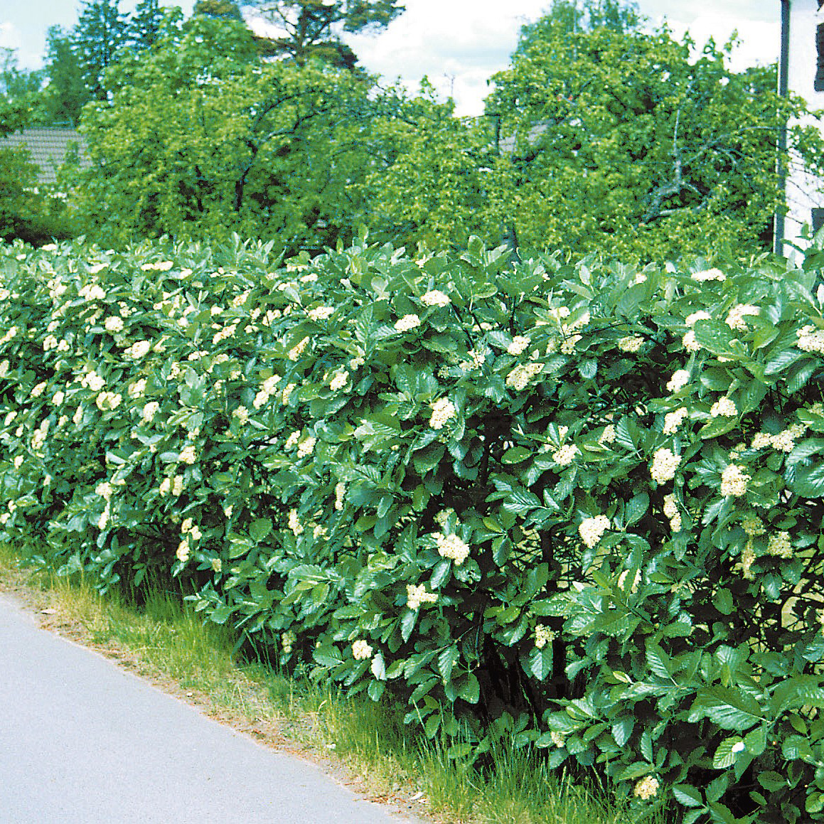 Buske Omnia Garden Oxel 30-50cm Krukodlade