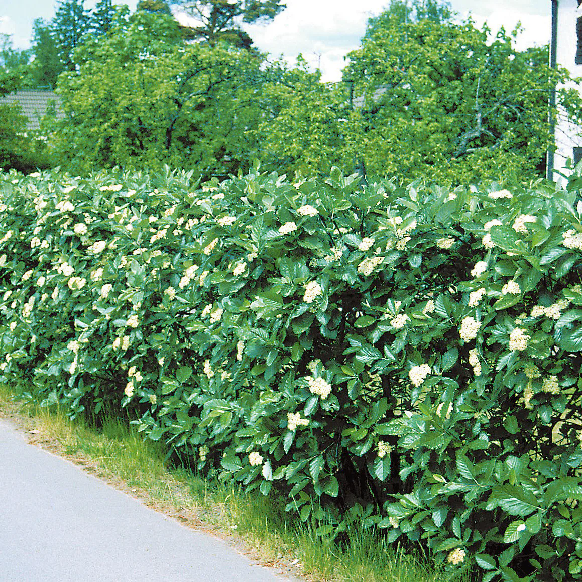 Buske Omnia Garden Oxel 30-50cm Krukodlade