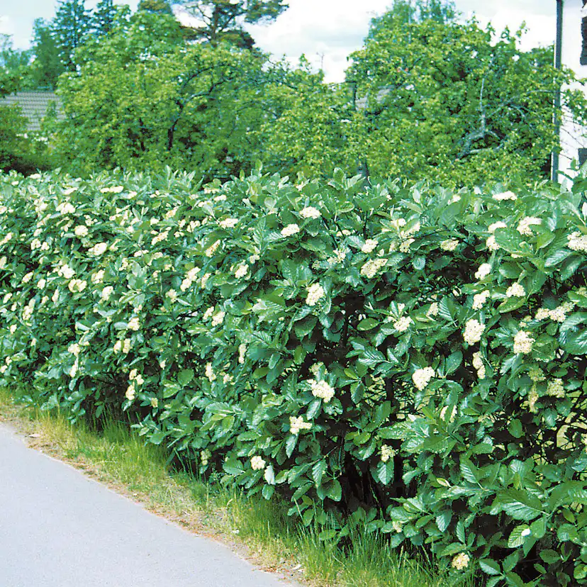 Buske Omnia Garden Oxel 30-50cm Krukodlade