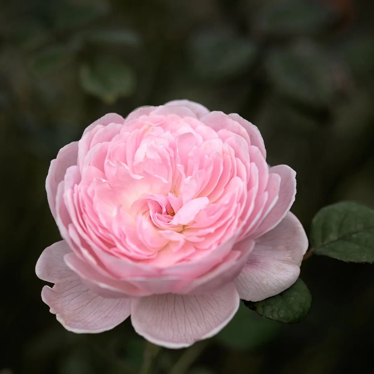 Flerblommig Buskros Omnia Garden Queen Of Sweden