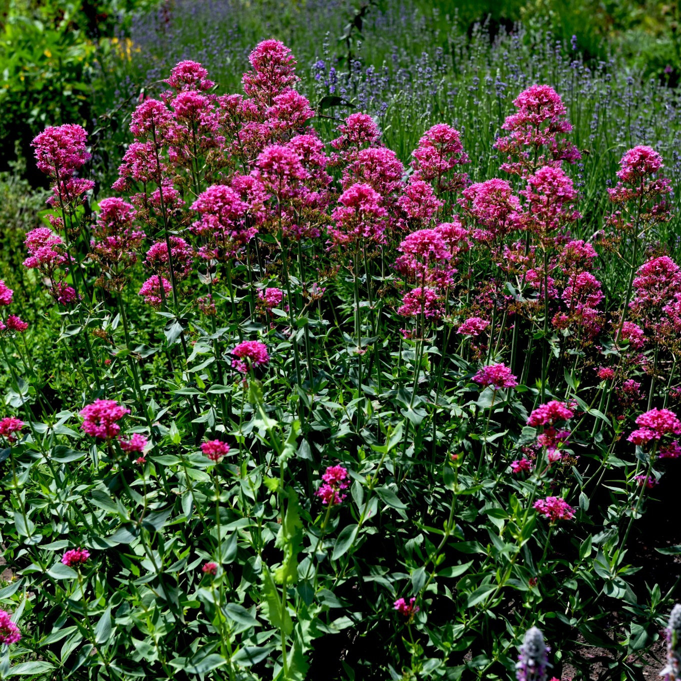 Perenn Omnia Garden Centranthus Ruber Coccineus