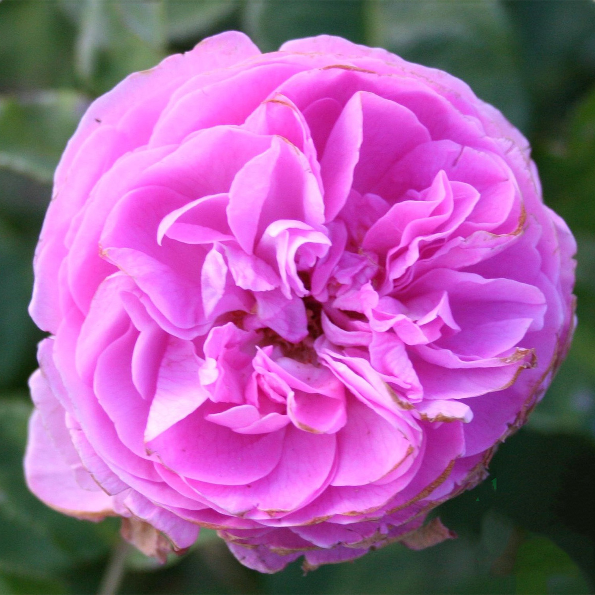 Storblommig Buskros Omnia Garden Louise Odier