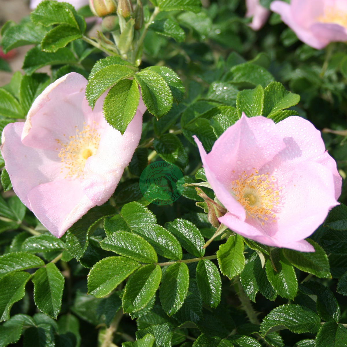 Storblommig Buskros Omnia Garden Dagmar Hastrup