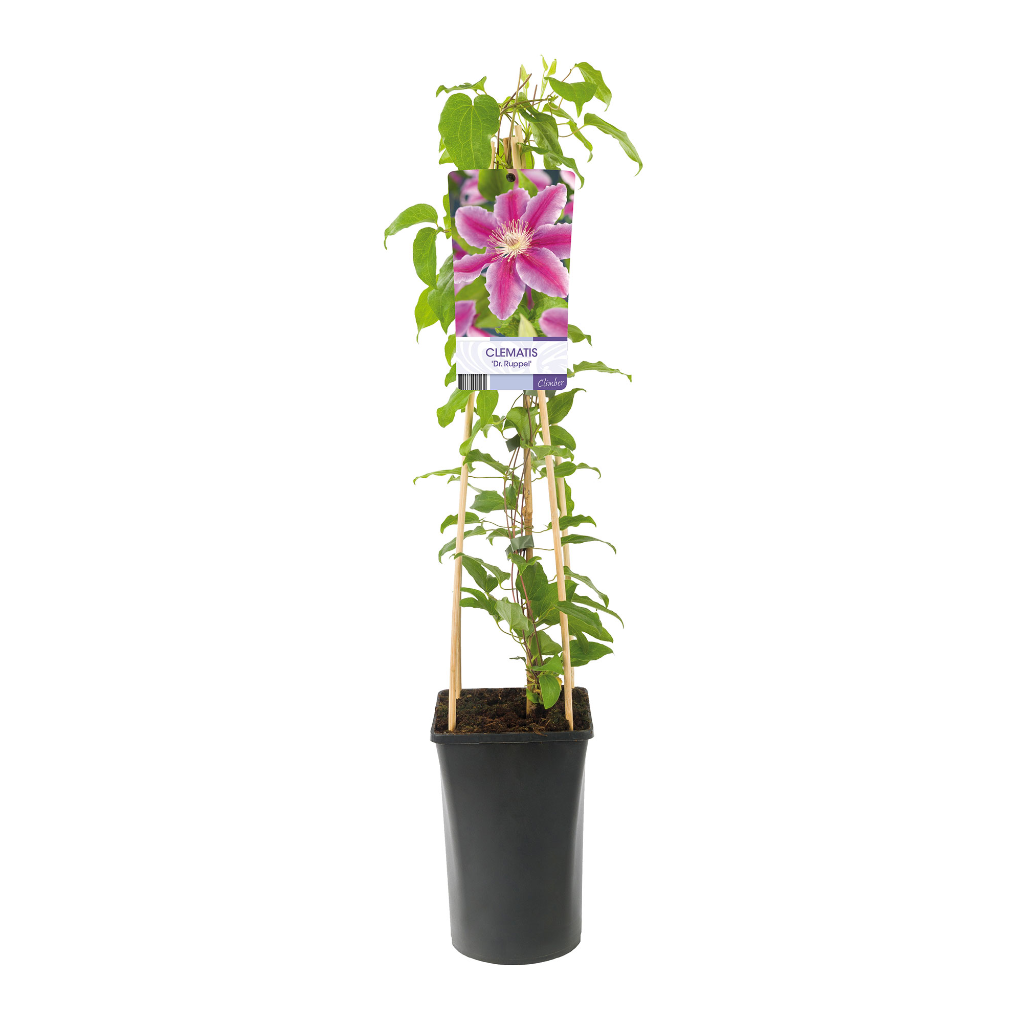 Klätterväxt Rosa Klematis Omnia Garden Dr Ruppel 40-60 cm