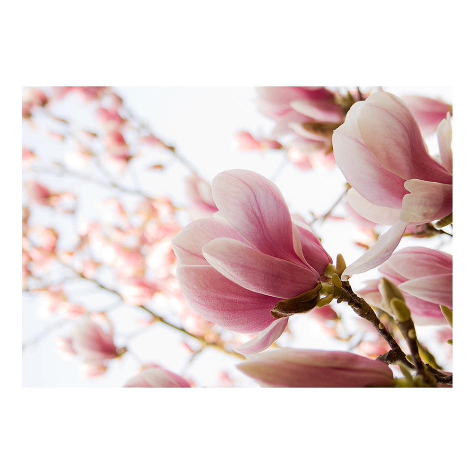 Fototapet Arkiio Rosa Magnolia