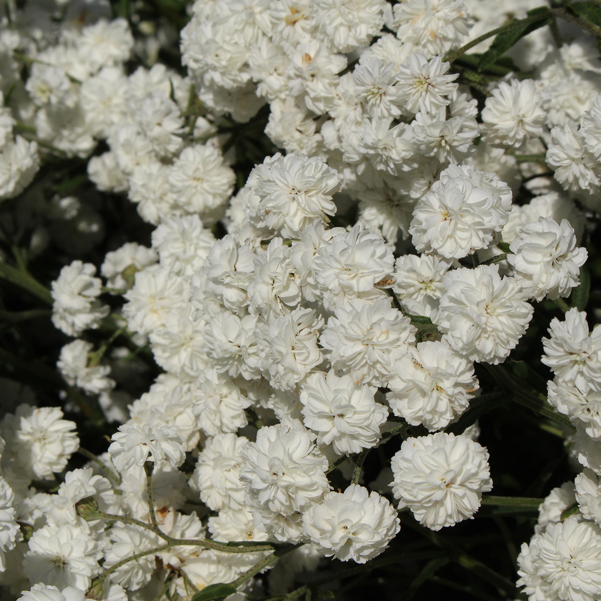 Vitpytta Omnia Garden The Pearl