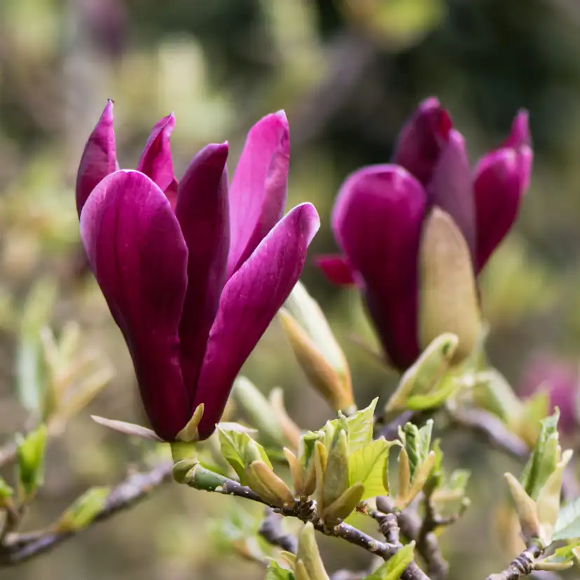 Prydnadsbuske Omnia Garden Liljemagnolia Nigra 60-80 cm