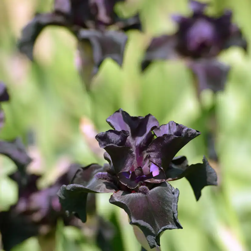 Rabattblomma Omnia Garden Fläder Bålsta 20-40cm
