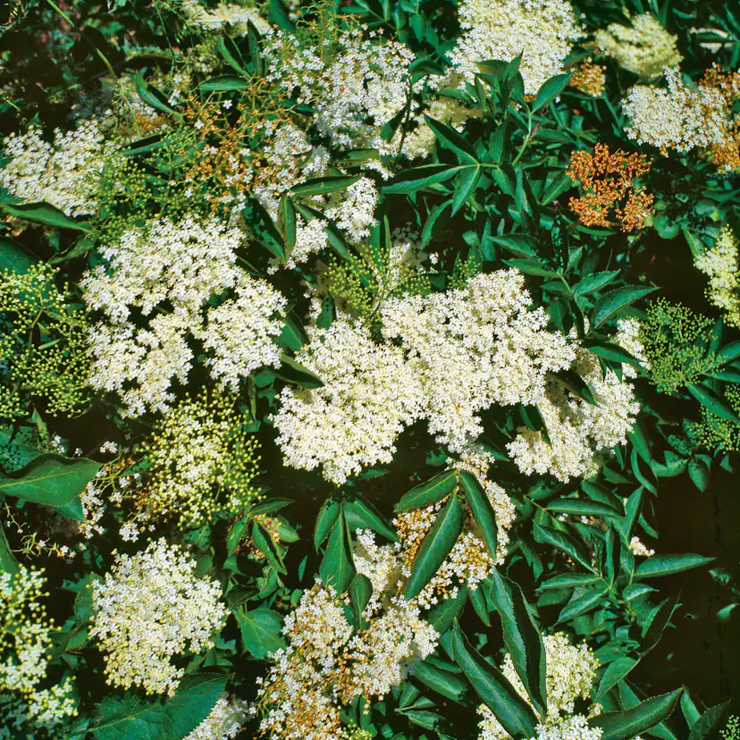 Rabattblomma Omnia Garden Fläder Bålsta 20-40cm