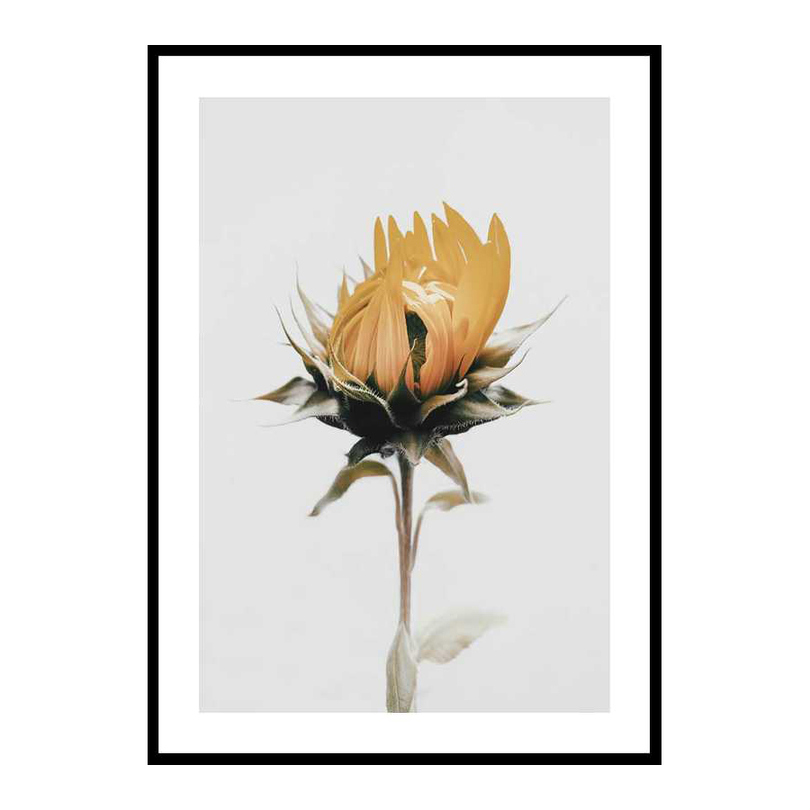Poster Gallerix Yellow Sunflower