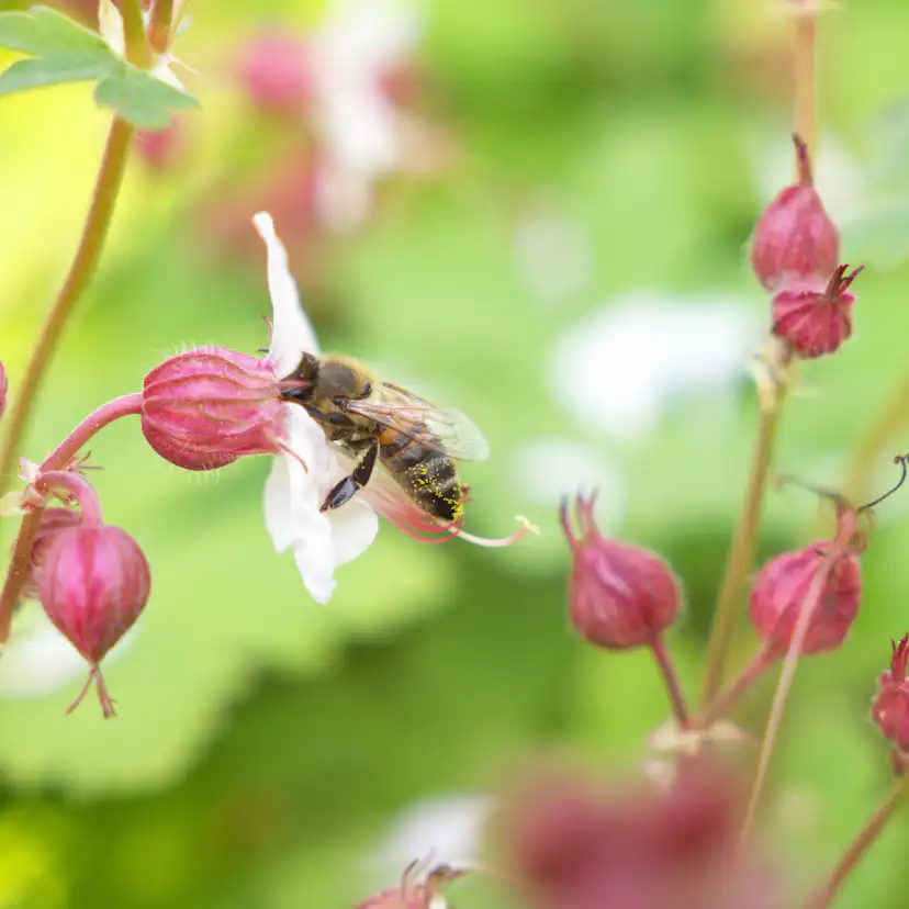 Perenn Omnia Garden Flocknäva Geranium Macrorrhizum Spessart