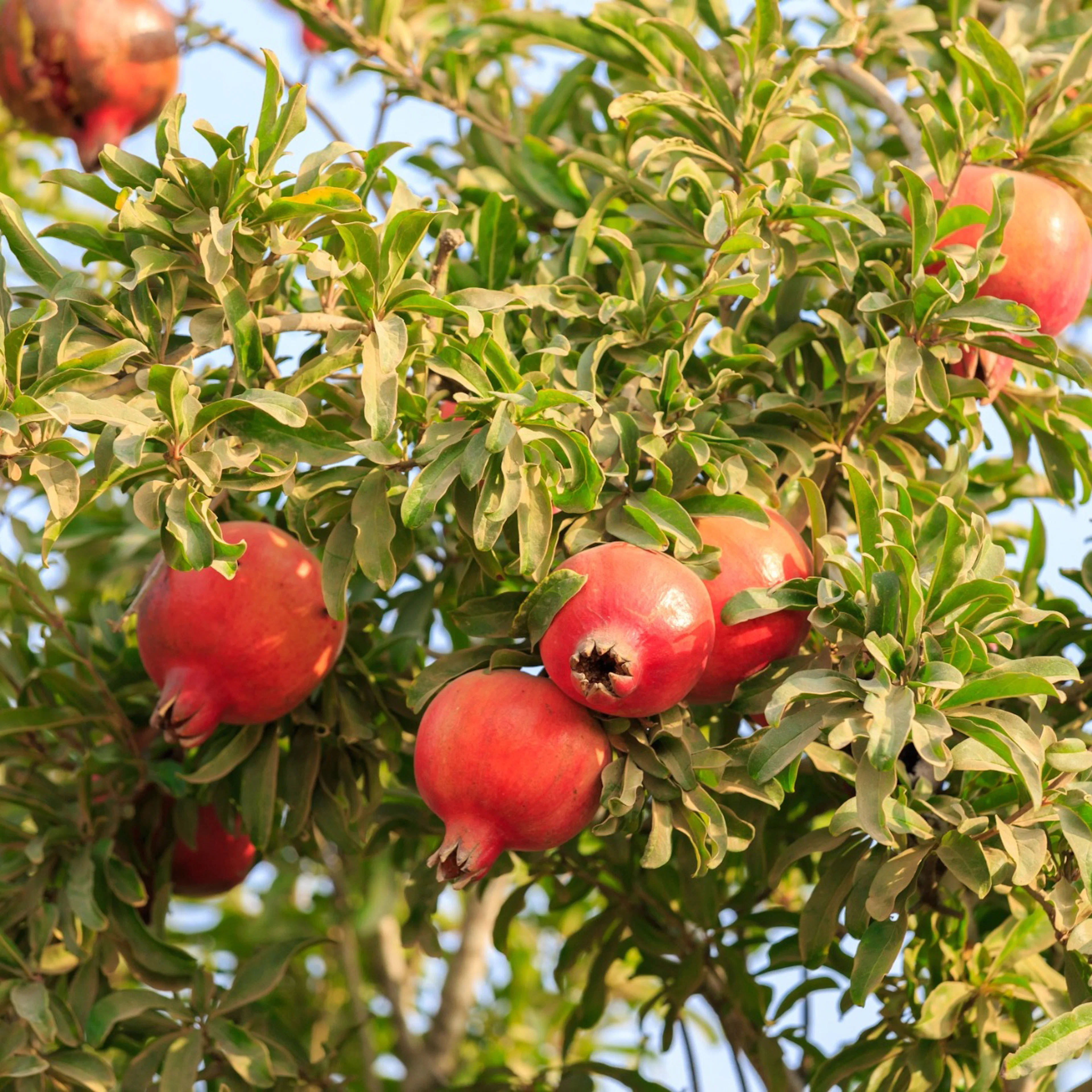 Granatäpple Omnia Garden Punica Granatum