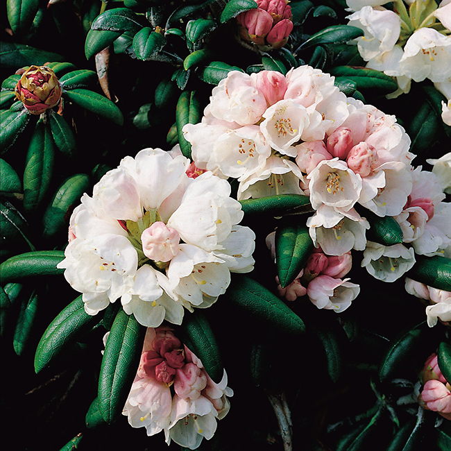 Rhododendron Omnia Garden Koichiro Wada Vitrosa Buske 25-30 cm
