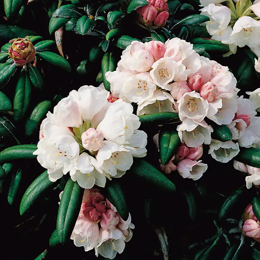 Rhododendron Omnia Garden Koichiro Wada Vitrosa Buske 25-30 cm