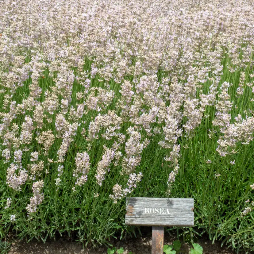 Perenn Omnia Garden Lavendel Rosea