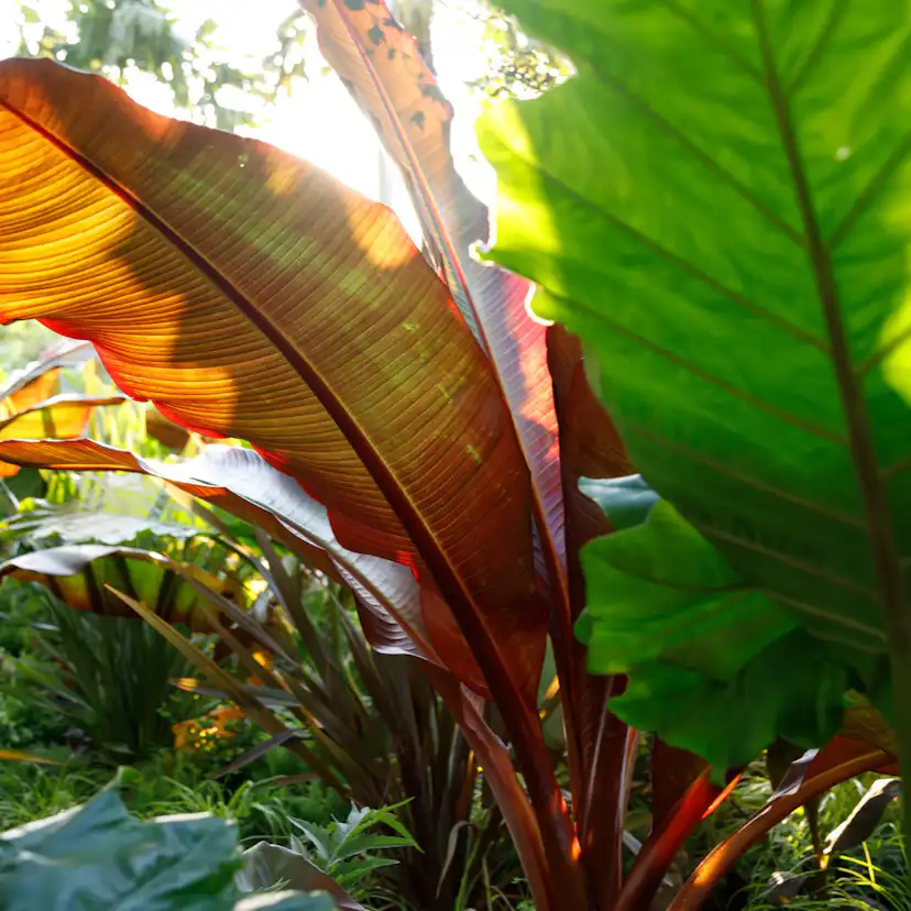 Prydnadsväxt Omnia Garden Röd Banan Ensete Ventricosum Maurelli