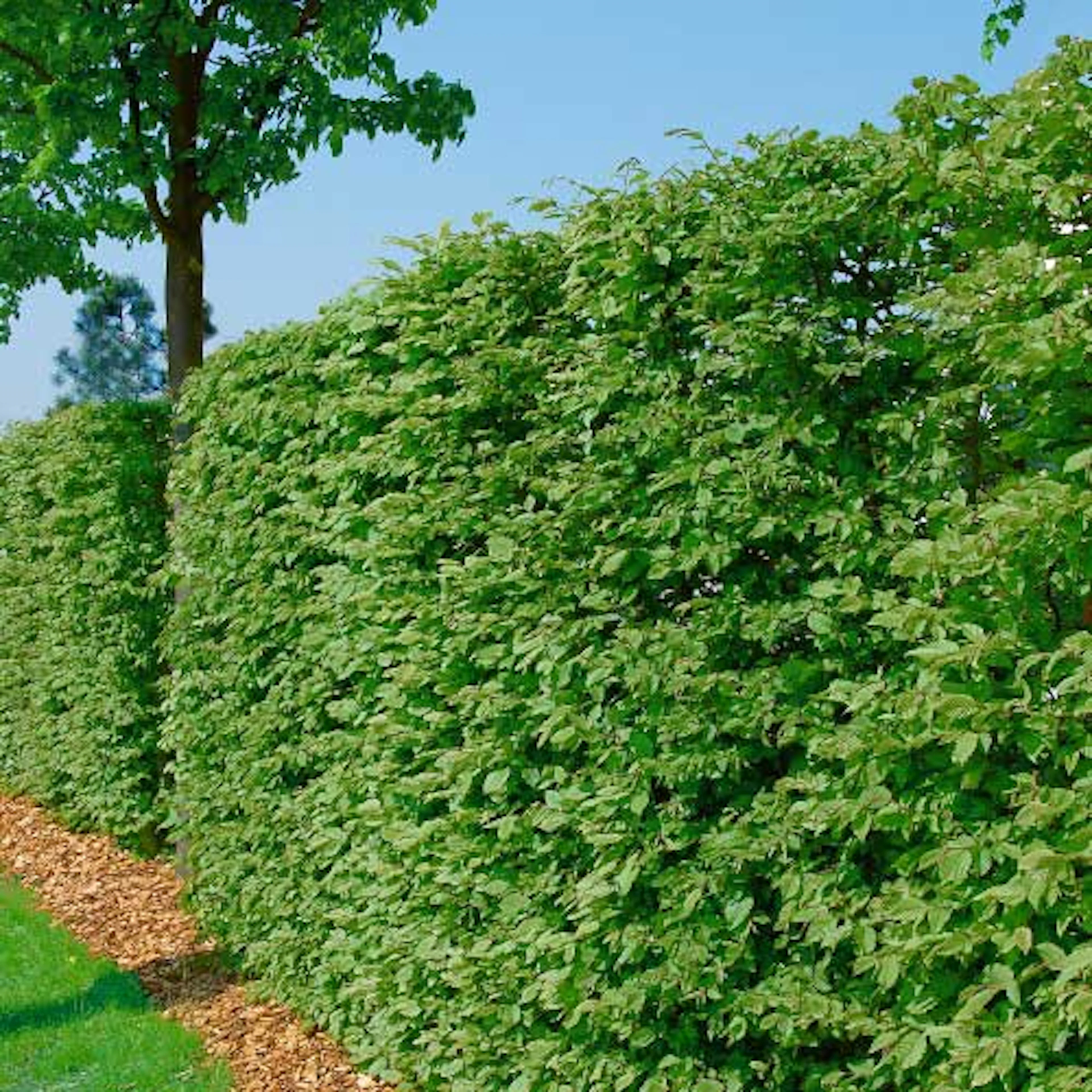 Bok Omnia Garden 125-150 cm