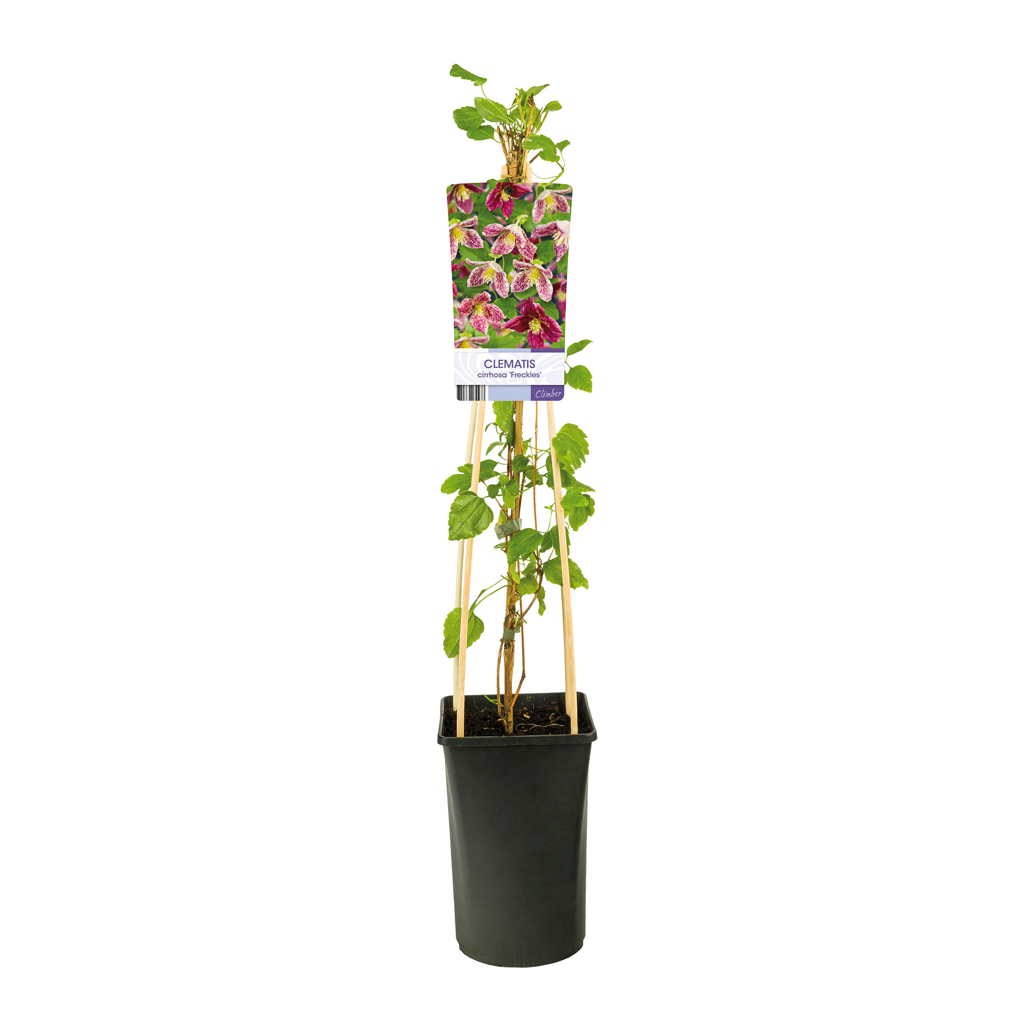 Klätterväxt Vintergrön Klematis Omnia Garden Freckles 40-60 cm