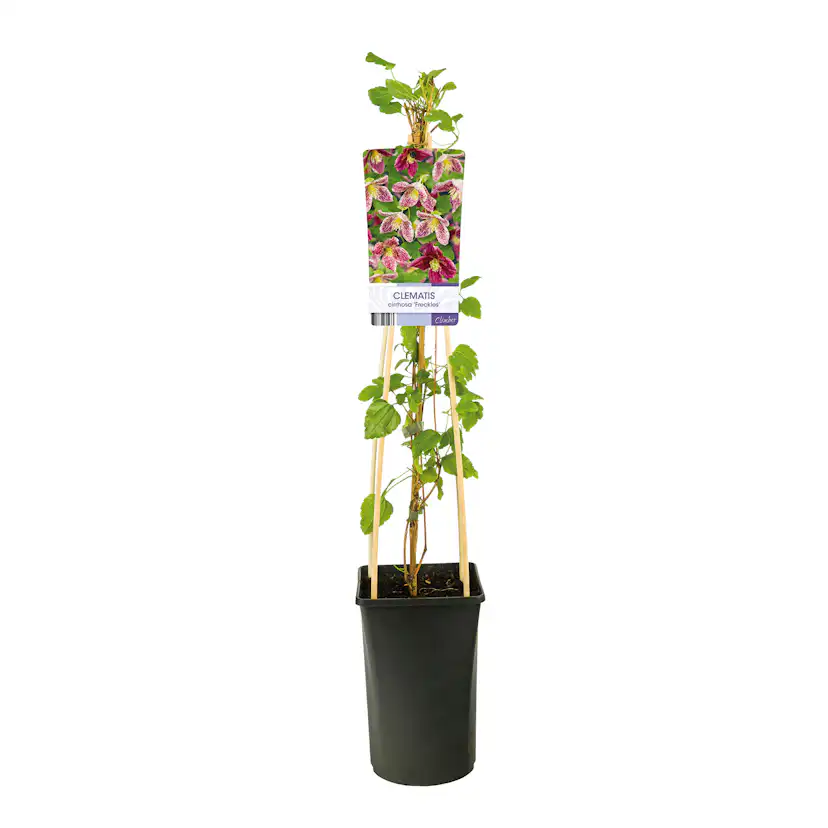 Klätterväxt Vintergrön Klematis Omnia Garden Freckles 40-60 cm