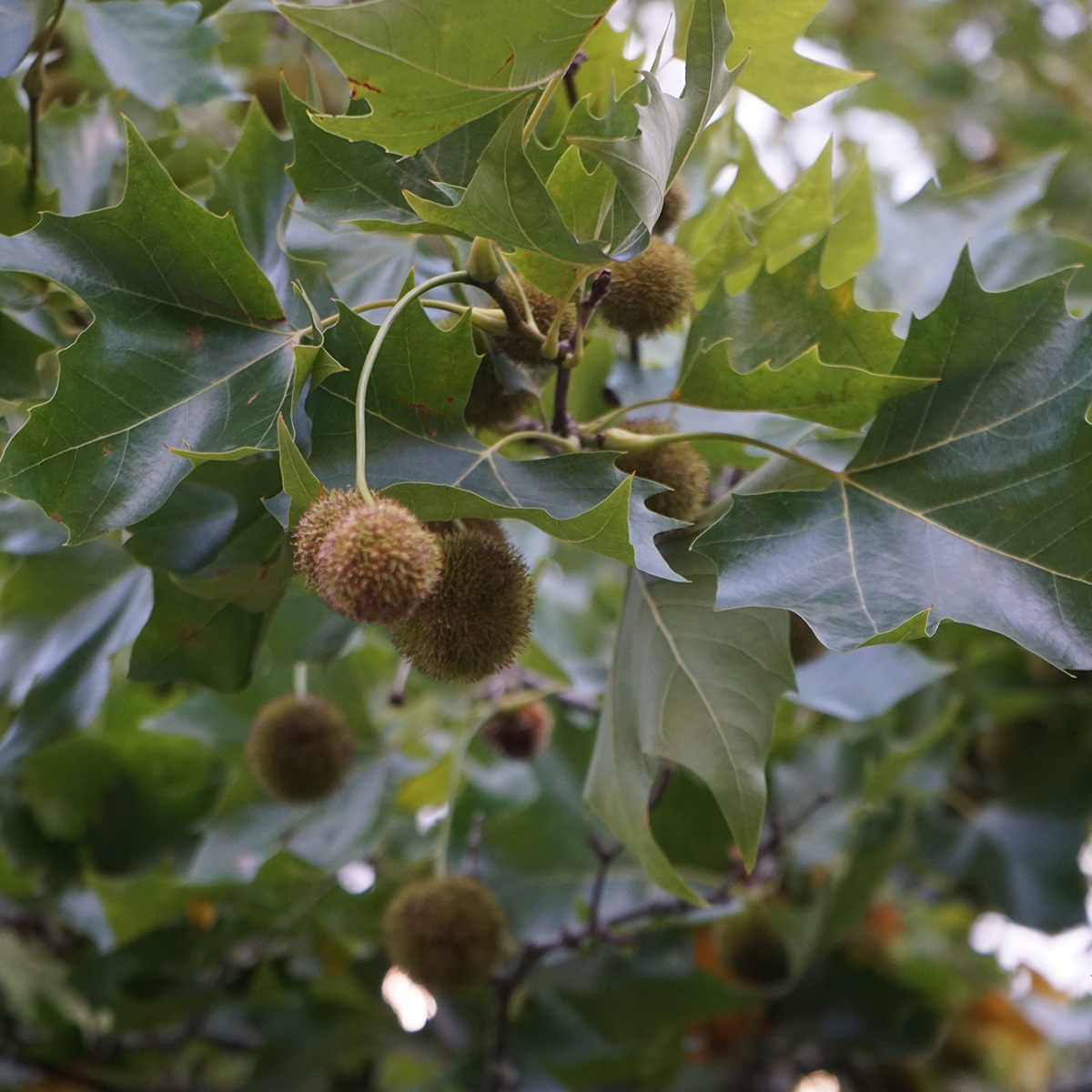 Platan Omnia Garden Platanus X Hispanica Högstam
