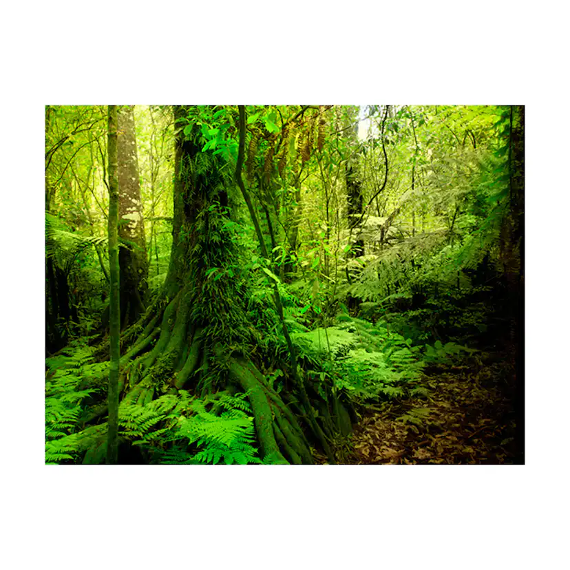 Fototapet Arkiio Jungle