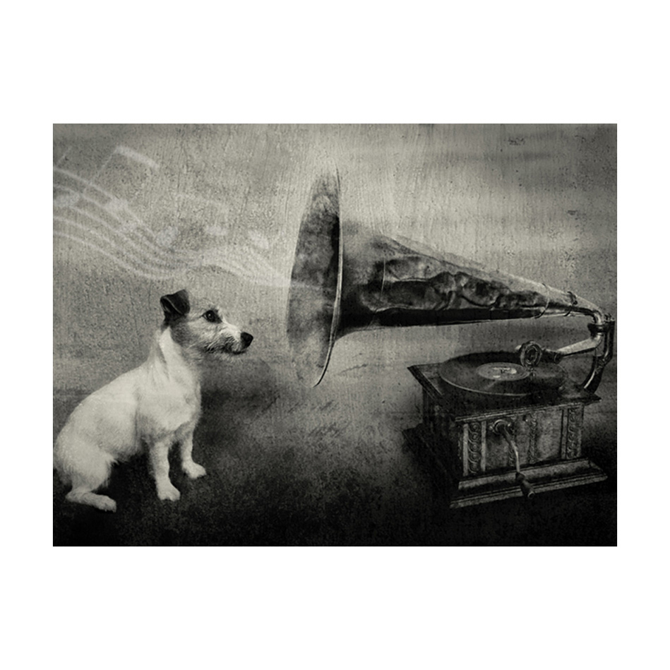 Dog's melodies 250x193 Storlek: 250x193 cm