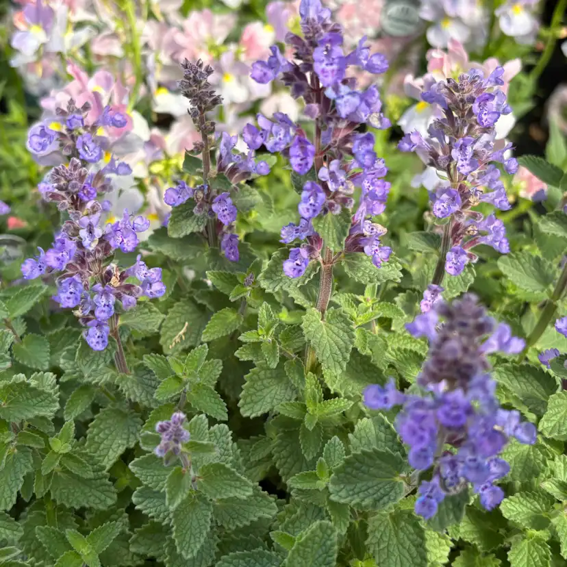 Perenn Omnia Garden Kantnepeta Purrsian Blue