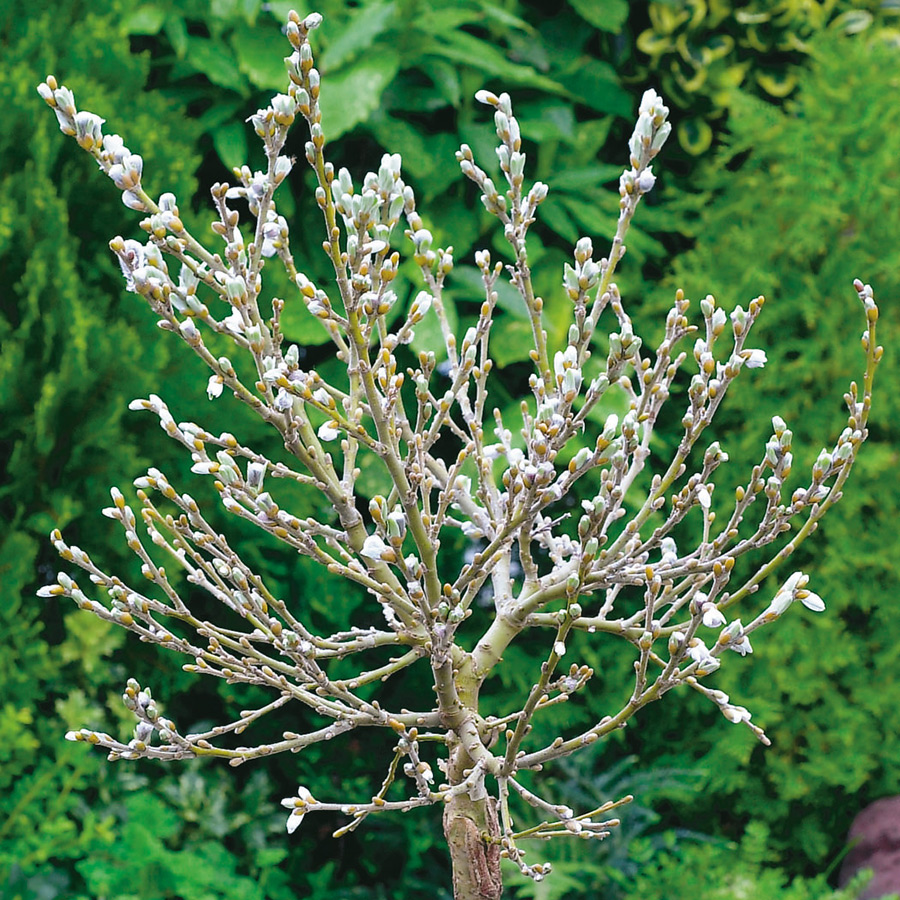 Prydnadsträd Omnia Garden Alpvide - Salix Helvetica SH 80-100 cm