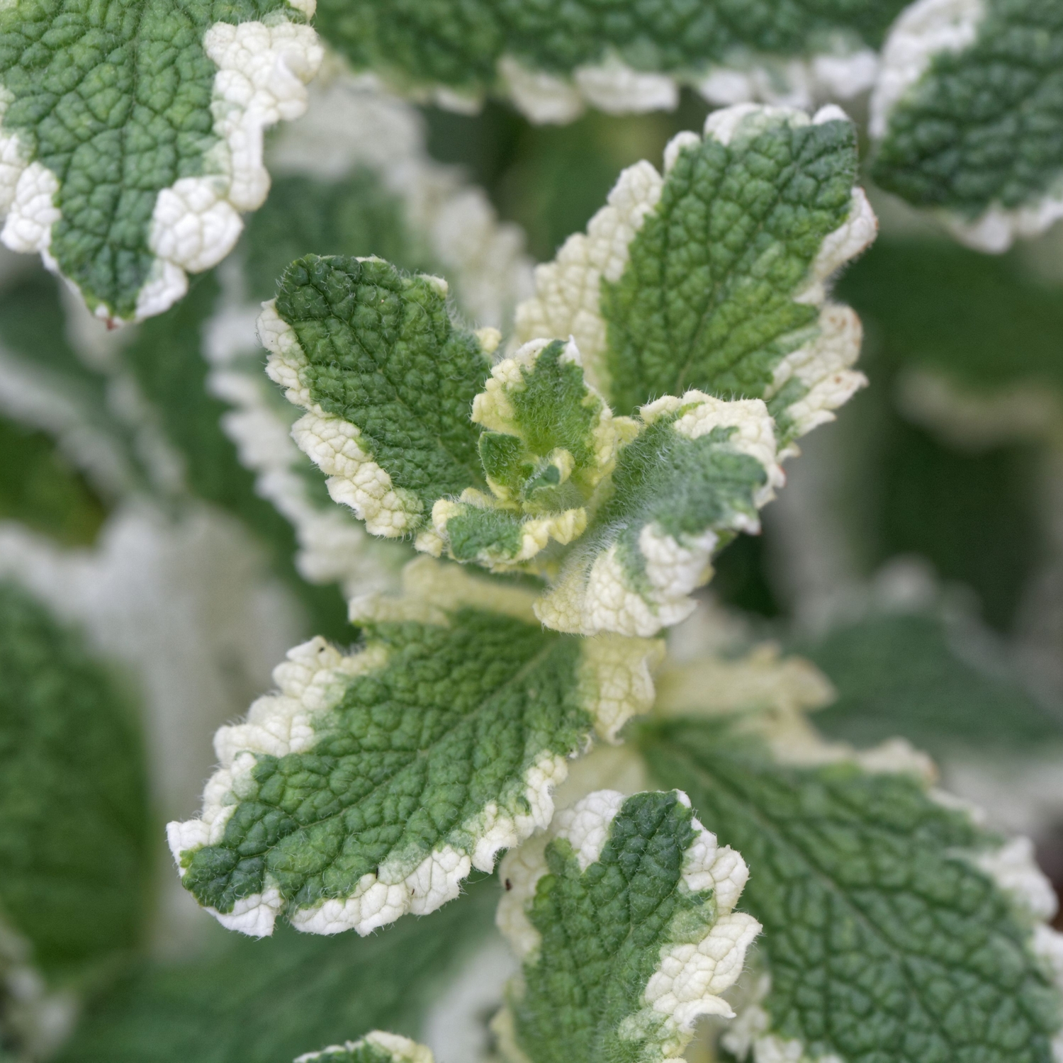 Äppelmynta Omnia Garden Brokbladig Variegata