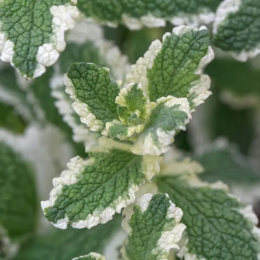 Äppelmynta Omnia Garden Brokbladig Variegata