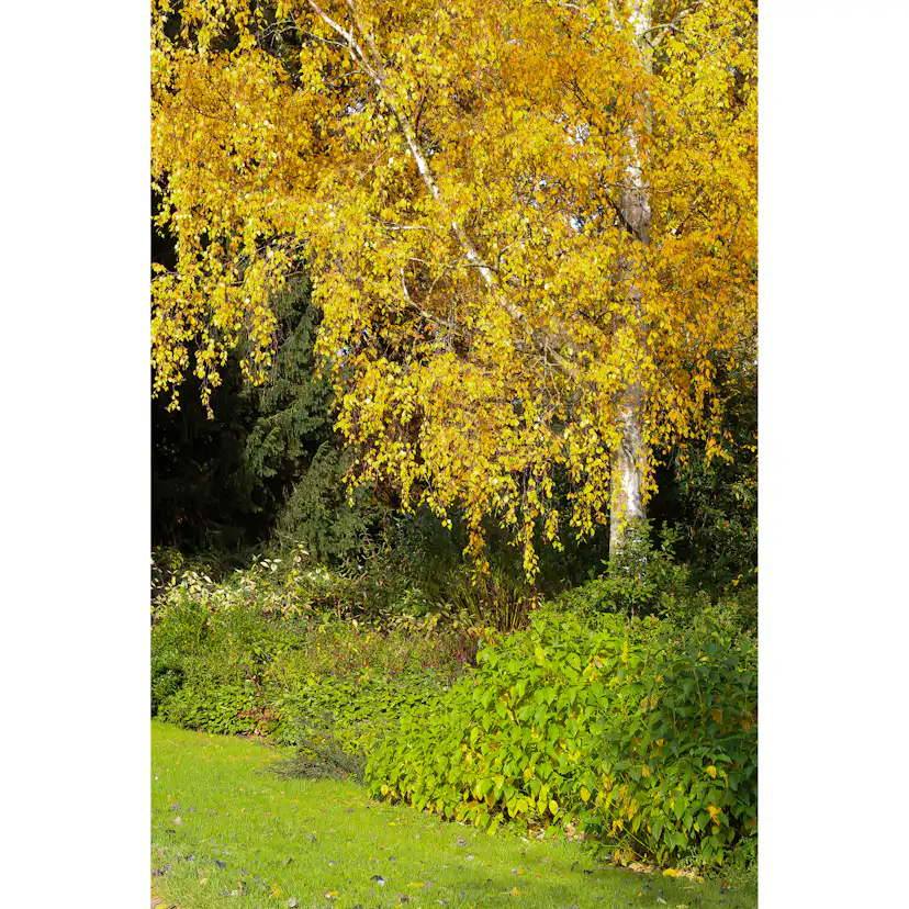 Högstamsträd Omnia Garden Vårtbjörk, Alléträd 300-400 cm för Trädgård & Utemiljö
