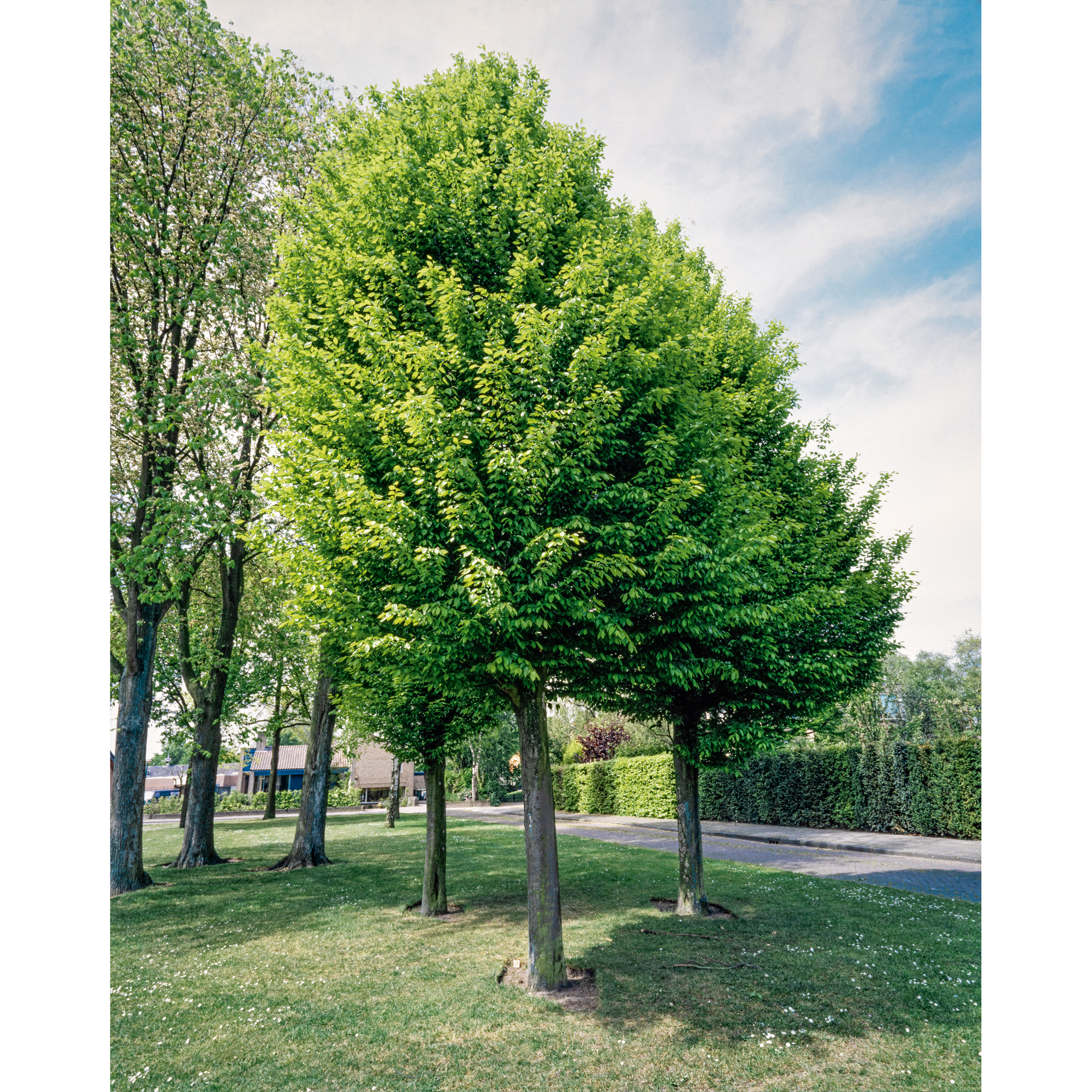 Avenbok Omnia Garden Carpinus Betulus Frans Fontaine Högstam