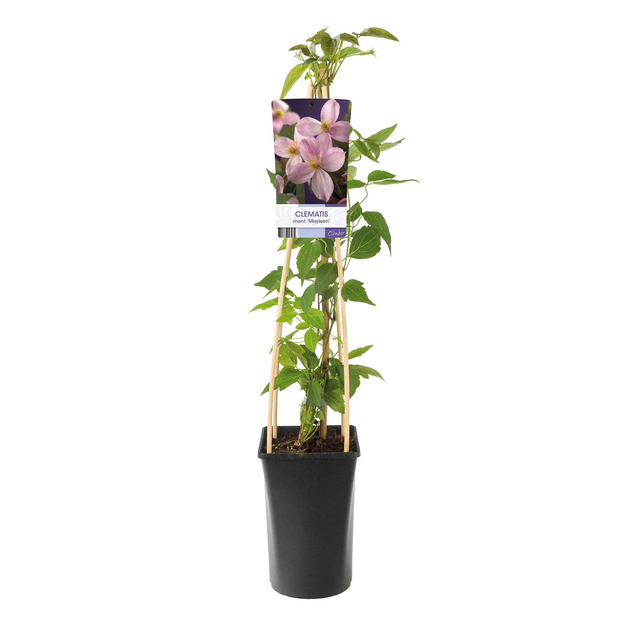 Klätterväxt Bergsklematis Omnia Garden Mayleen 40-60 cm