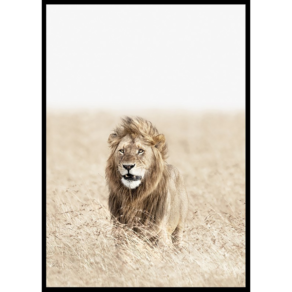 Poster Gallerix Lion On The Savannah