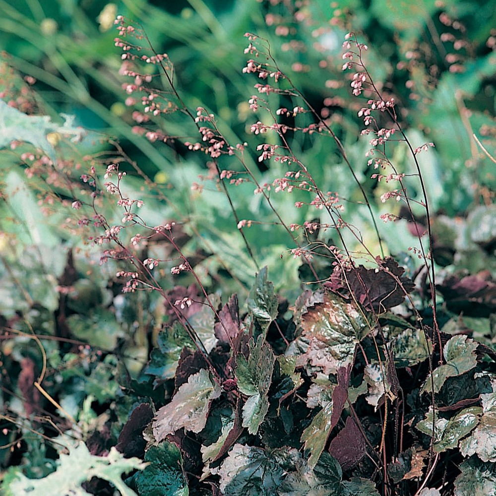 Perenn Omnia Garden Alunrot Rachel