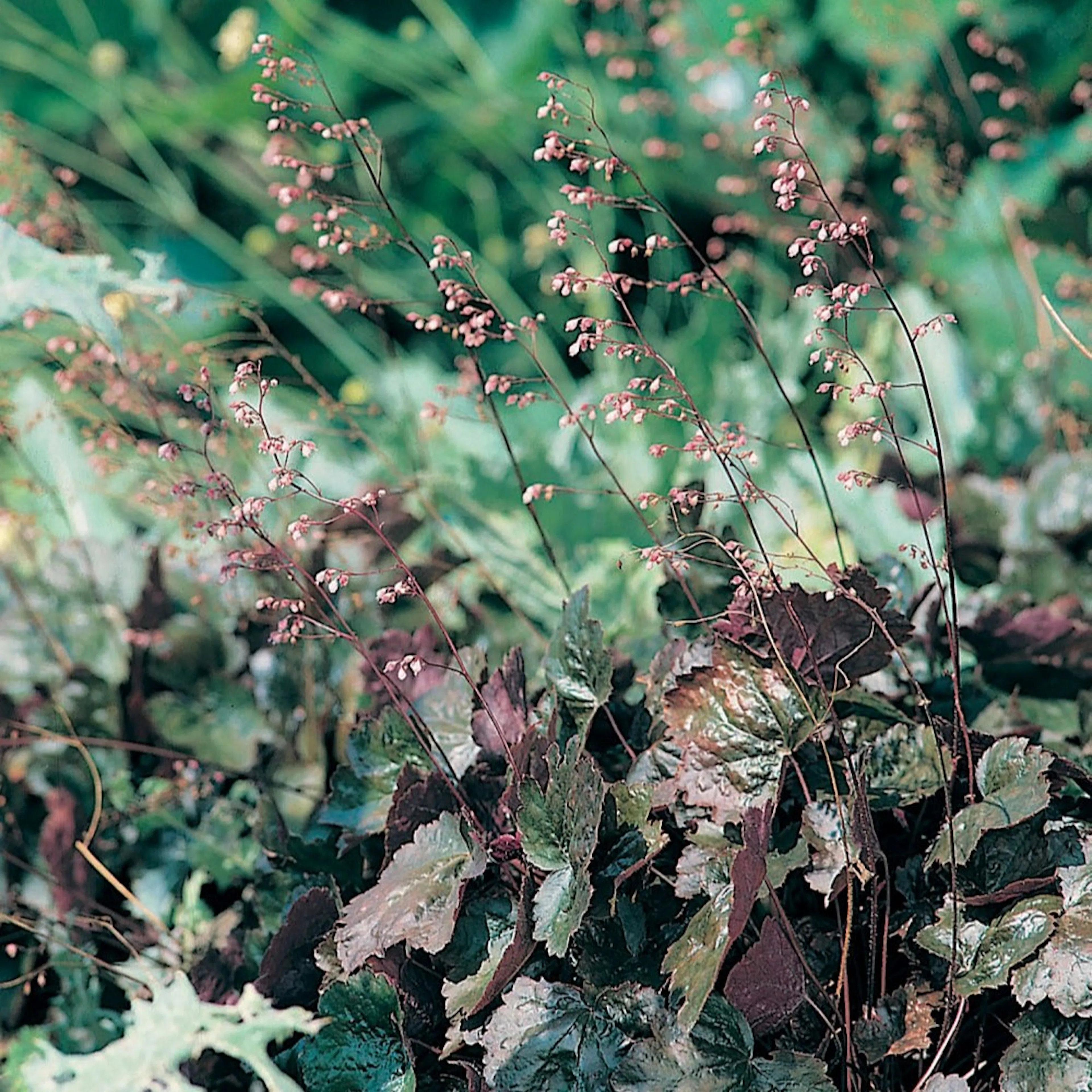 Perenn Omnia Garden Alunrot Rachel