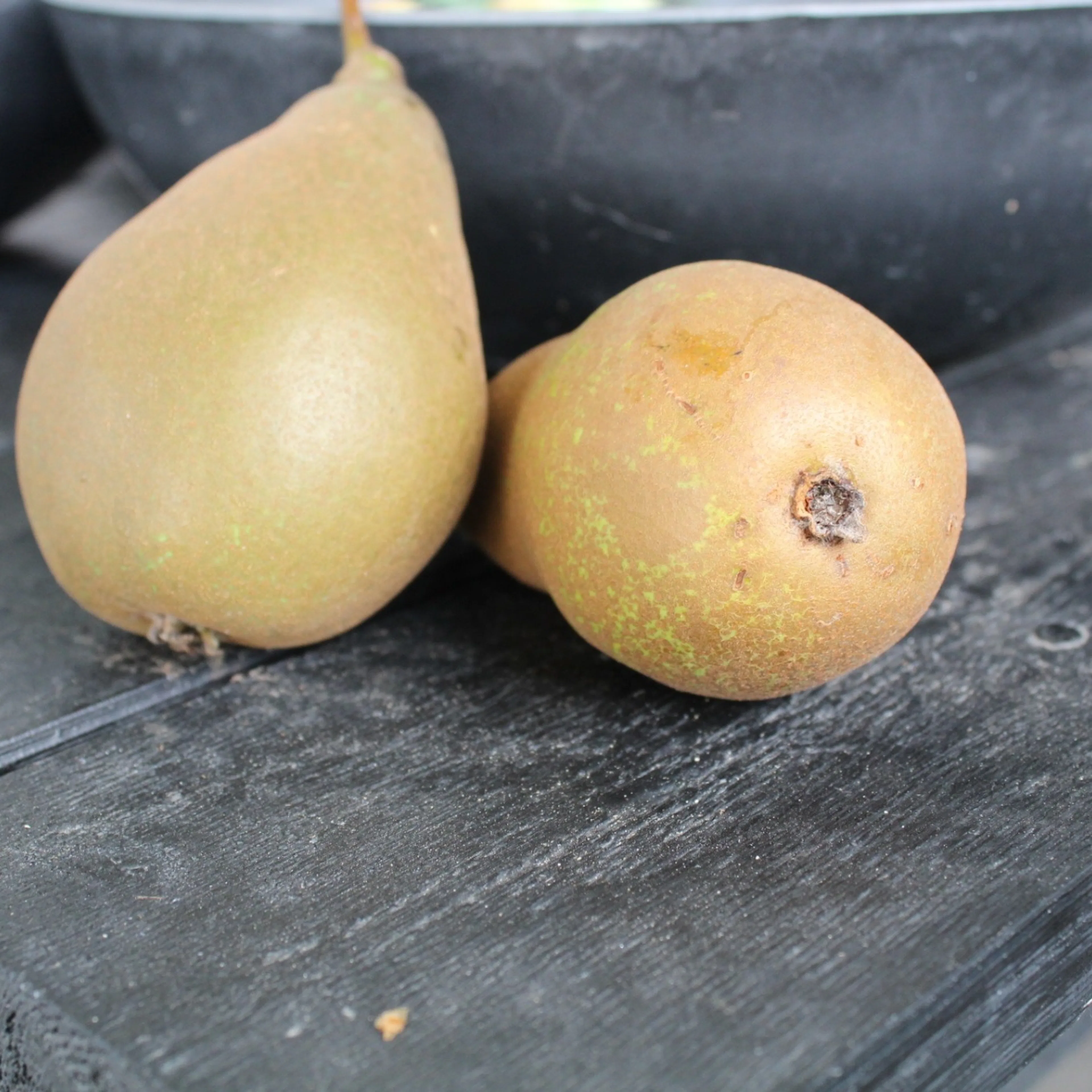 Pyrus communis 'Ingeborg' E (päron) Utan uppbindningskit