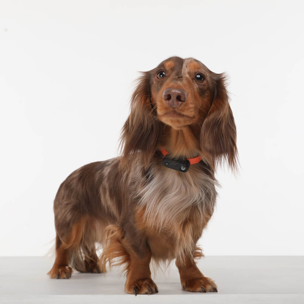 Fästingskydd TICKLESS Mini Hund Radie 2,5 m