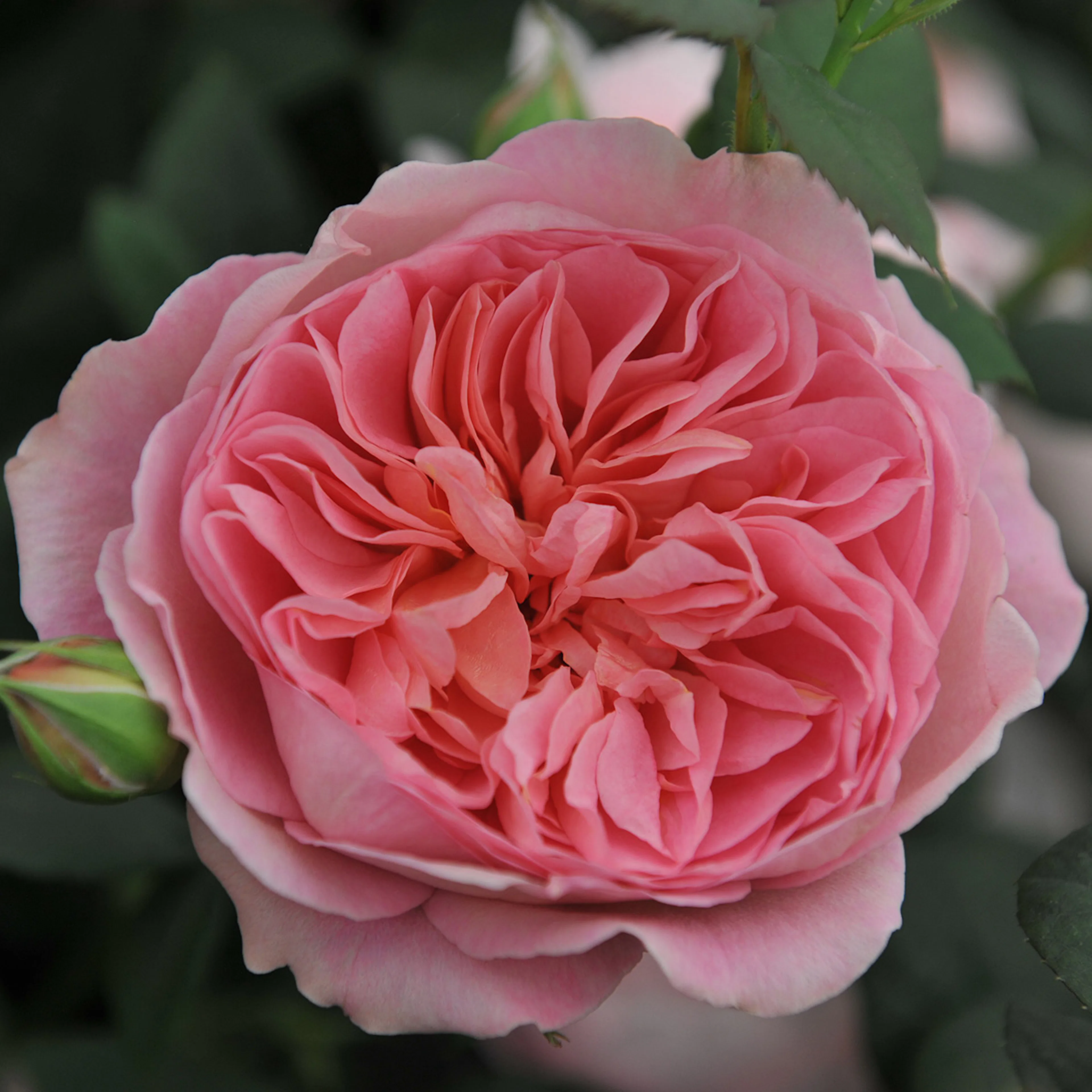 Flerblommig Buskros Omnia Garden Boscobel