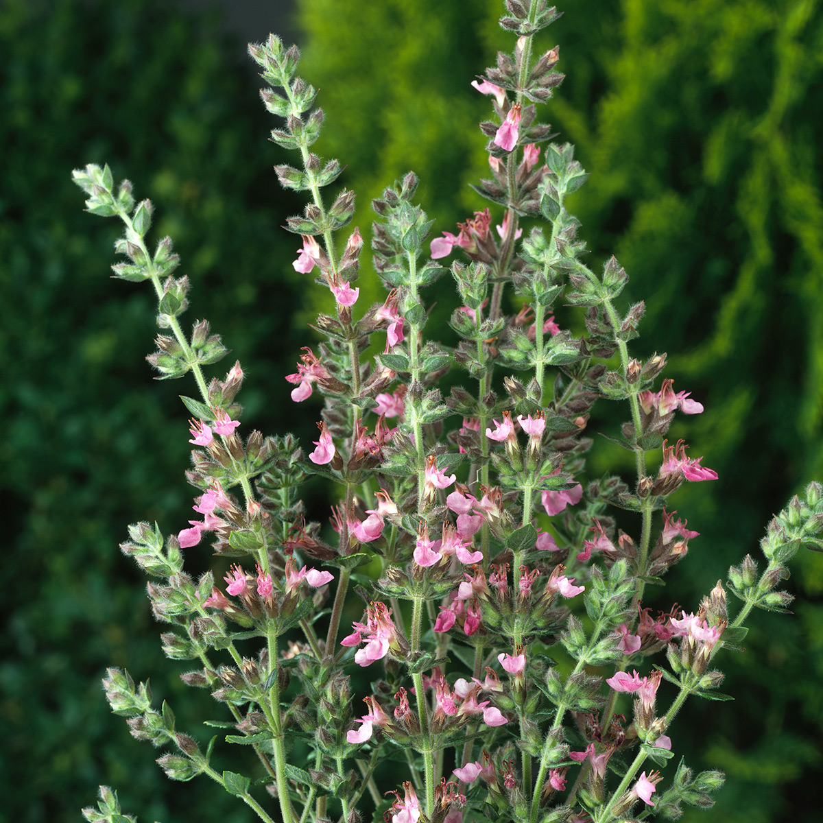 Prydnadsperenn Omnia Garden Gamander