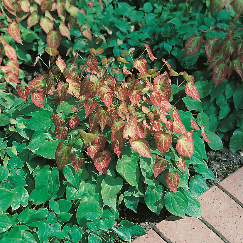 Perenn Omnia Garden Sockblomma Röd