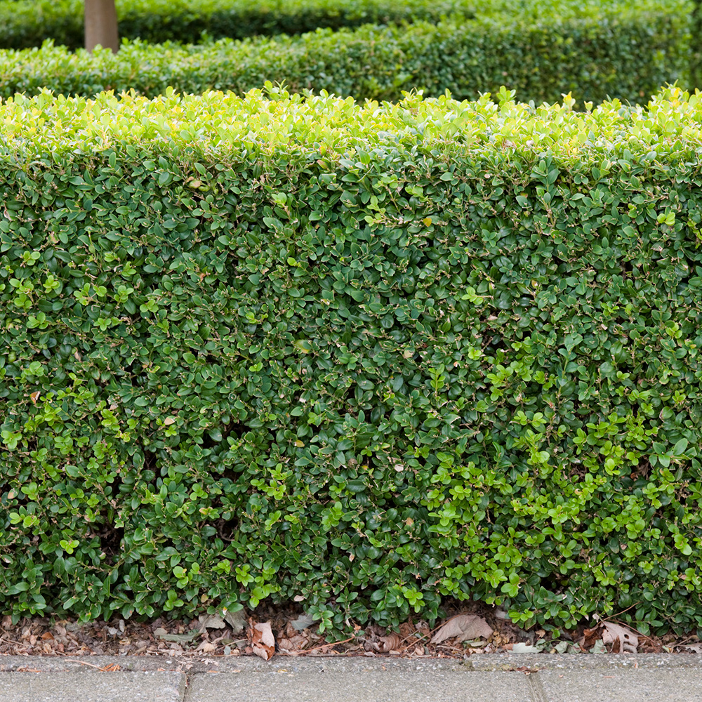 Buske Omnia Garden Buxbom Buxus Sempervirens 15-20 cm