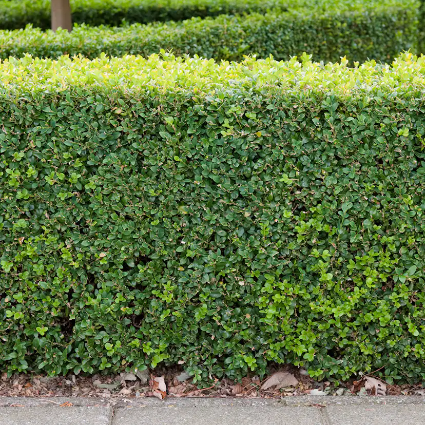Buske Omnia Garden Buxbom Buxus Sempervirens 15-20 cm