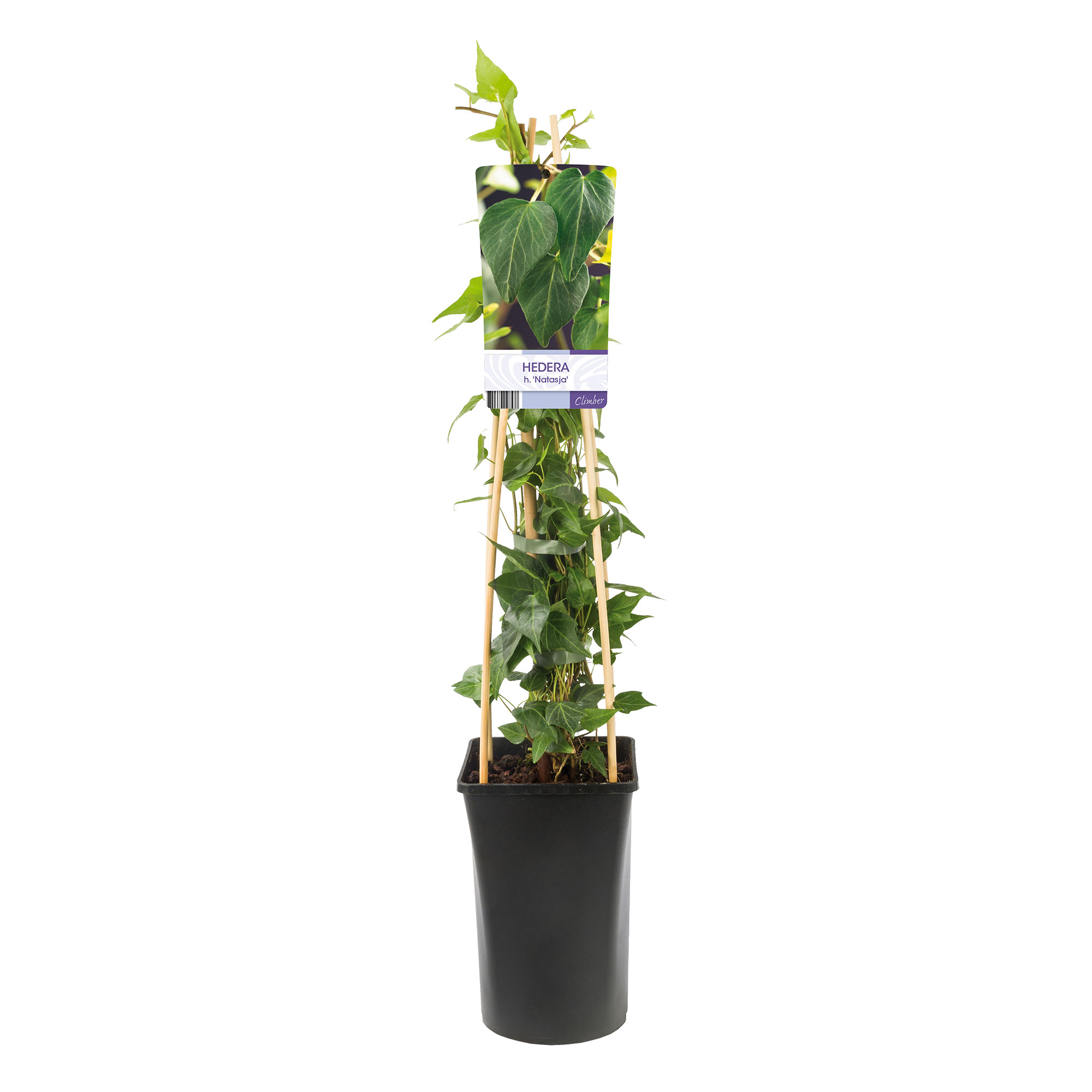 Klätterväxt Murgröna Natasja Omnia Garden 40-60 cm