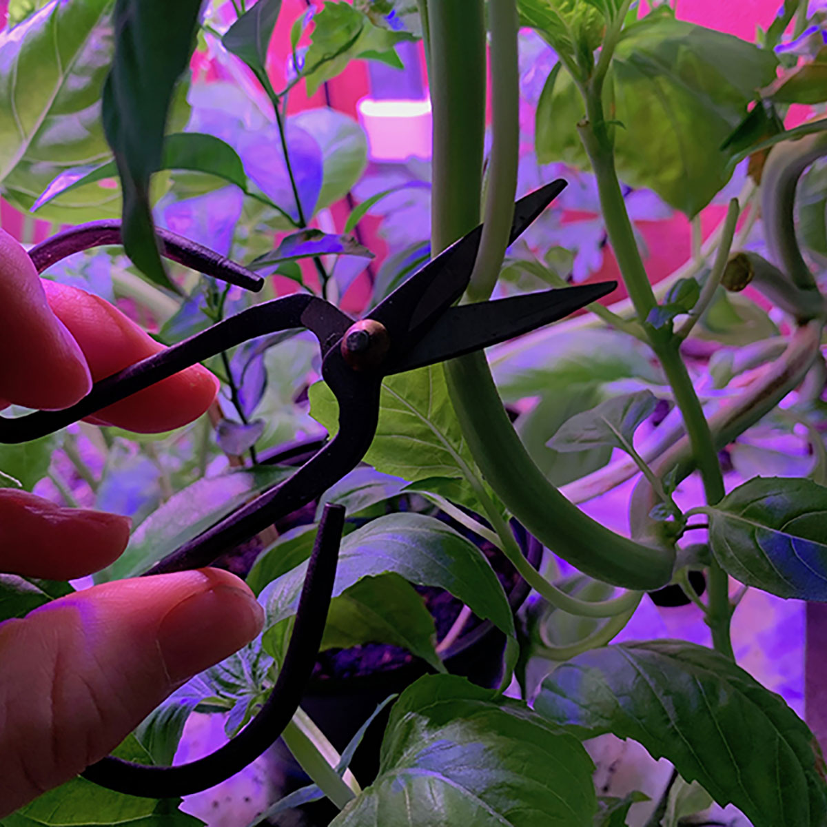 Hydroponisk Odlingslåda RobotGarden Hydroponisk Odling med Startkit & Växtlampa, Vit