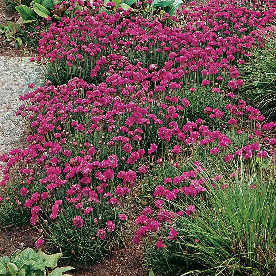 Perenn Omnia Garden Strandtrift Dusseldorfer Stolz